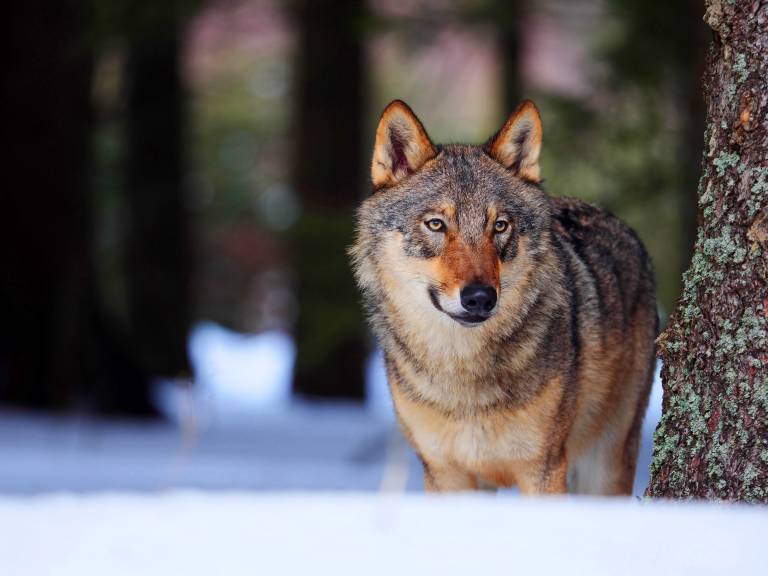 Wolfsangriff! Schutzhund von Wölfen zerfleischt - Spaziergänger machen traurige Entdeckung!